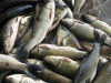Krievijas zivju ražotāji sūdzas par cenu noteikšanu