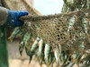 Sesks pauž cerības, ka grūtības zivsaimniecībās būs īslaicīgas