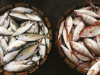 Krievija varētu izskatīt zivju produktu importa aizlieguma atcelšanu