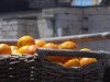 Sīrija eksportēs 700 tūkstošus tonnu citrusaugļus uz Krieviju
