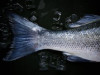 Krievija plāno daļēji atcelt Baltijas zivju konservu ierobežojumus
