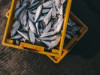 Baltijas zivsaimnieku atgriešanos Krievijas tirgū nesola vieglu
