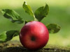Krievija aizliedz ābolu importu no Baltkrievijas